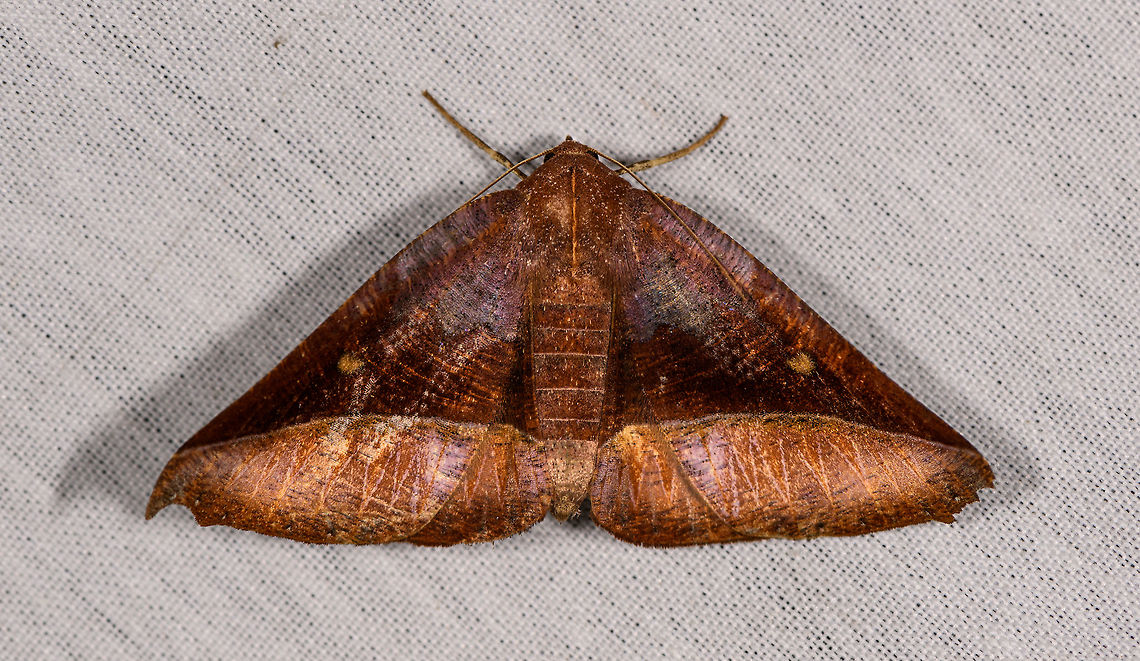 Pero sp.?, La Isla Escondida, Colombia  Colombia,Colombia 2018,Colombia South,Fall,Geotagged,La Isla Escondida,Putumayo,South America,World