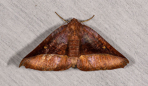 Pero sp.?, La Isla Escondida, Colombia  Colombia,Colombia 2018,Colombia South,Fall,Geotagged,La Isla Escondida,Putumayo,South America,World