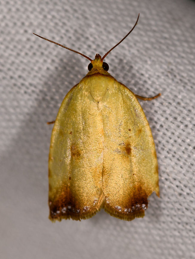 Adoxophyes sp., La Isla Escondida, Colombia  Colombia,Colombia 2018,Colombia South,Fall,Geotagged,La Isla Escondida,Putumayo,South America,World
