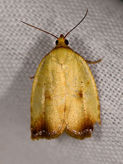 Adoxophyes sp., La Isla Escondida, Colombia  Colombia,Colombia 2018,Colombia South,Fall,Geotagged,La Isla Escondida,Putumayo,South America,World