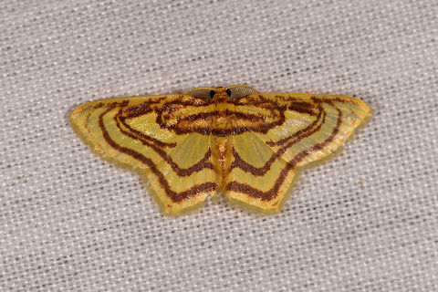 Eois isographata, La Isla Escondida, Colombia  Colombia,Colombia 2018,Colombia South,Eois isographata,Fall,Geotagged,La Isla Escondida,Putumayo,South America,World