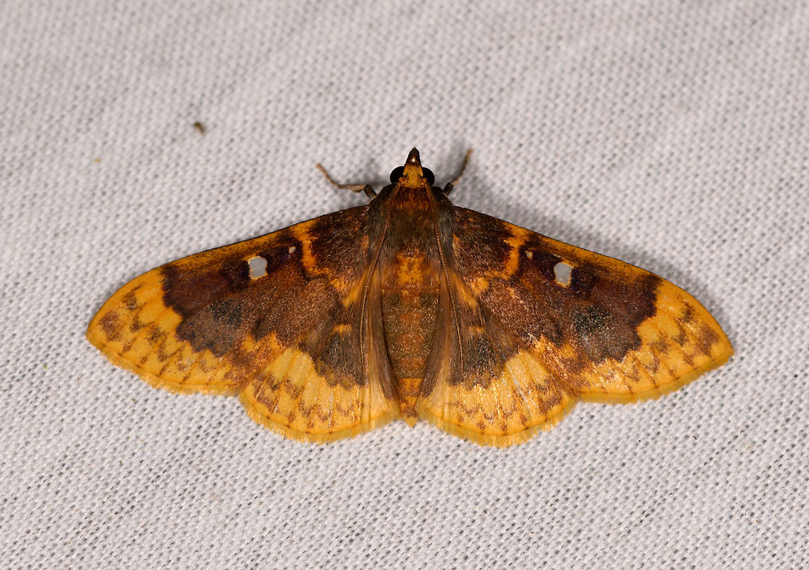 Herpetomodes or Polygrammodes sp.?, La Isla Escondida, Colombia  Colombia,Colombia 2018,Colombia South,Fall,Geotagged,La Isla Escondida,Putumayo,South America,World