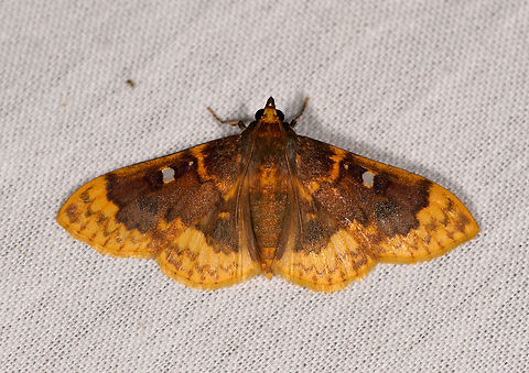 Herpetomodes or Polygrammodes sp.?, La Isla Escondida, Colombia  Colombia,Colombia 2018,Colombia South,Fall,Geotagged,La Isla Escondida,Putumayo,South America,World