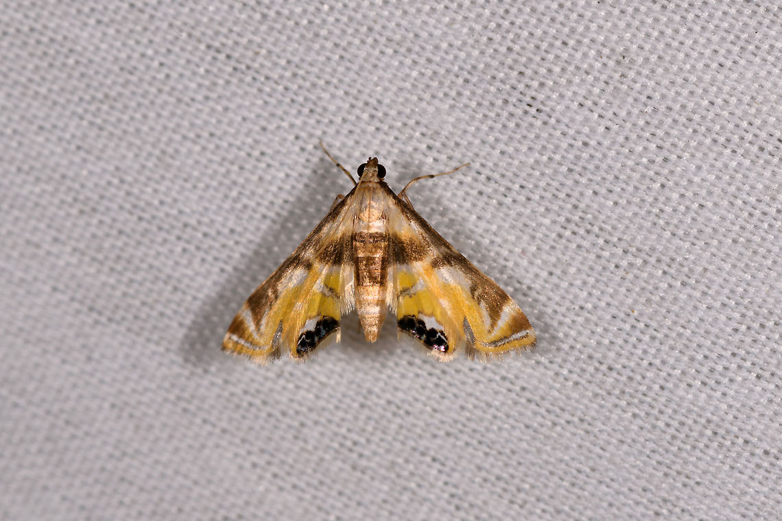 Petrophila sp., La Isla Escondida, Colombia Same as this one, but at a better angle and sharpness:<br />
<figure class="photo"><a href="https://www.jungledragon.com/image/70496/petrophila_sp._-_2_la_isla_escondida_colombia.html" title="Petrophila sp. - 2, La Isla Escondida, Colombia"><img src="https://s3.amazonaws.com/media.jungledragon.com/images/2/70496_thumb.jpg?AWSAccessKeyId=05GMT0V3GWVNE7GGM1R2&Expires=1767225610&Signature=MMI7HTTMcUHEVAhOf7qbG0f4MF8%3D" width="200" height="156" alt="Petrophila sp. - 2, La Isla Escondida, Colombia  Colombia,Colombia 2018,Colombia South,Fall,Geotagged,La Isla Escondida,Petrophila triumphalis,Putumayo,South America,World" /></a></figure> Colombia,Colombia 2018,Colombia South,Fall,Geotagged,La Isla Escondida,Petrophila triumphalis,Putumayo,South America,World