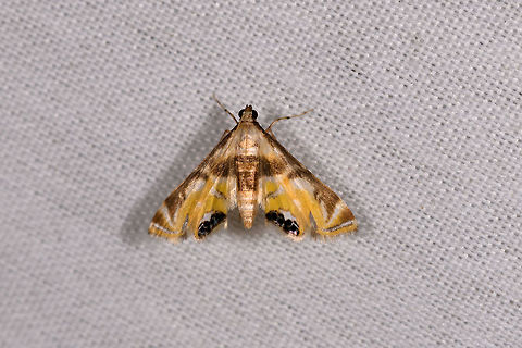 Petrophila sp., La Isla Escondida, Colombia Same as this one, but at a better angle and sharpness:
https://www.jungledragon.com/image/70496/moth_022_la_isla_escondida_colombia.html Colombia,Colombia 2018,Colombia South,Fall,Geotagged,La Isla Escondida,Petrophila triumphalis,Putumayo,South America,World