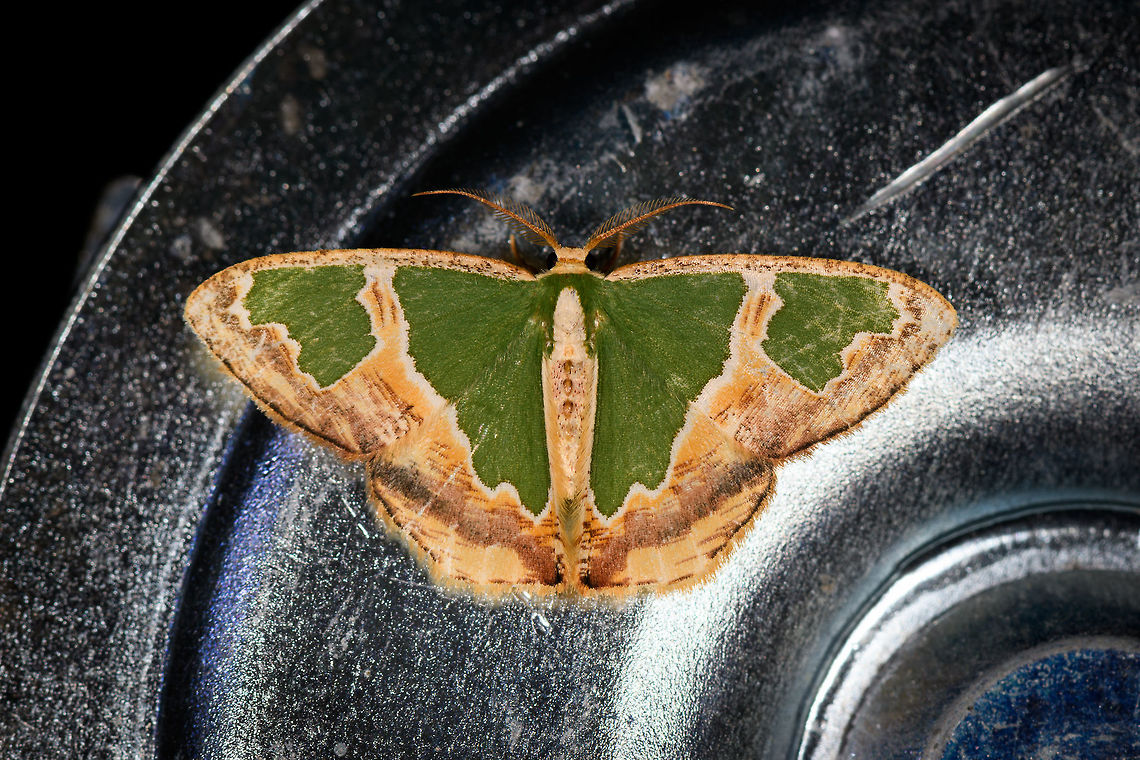 Blistered Emerald, La Isla Escondida, Colombia Found on the metal stairs that was holding up the mothing cloth. I'm reasonably sure of the species, but not 100%. This species is listed as occurring in Ecuador (and a few surrounding countries) at 500-1500m. Since we're close to the border of Ecuador here, at 850m altitude, I think it's a likely match. Blistered Emerald,Colombia,Colombia 2018,Colombia South,Fall,Geotagged,La Isla Escondida,Oospila venezuelata,Putumayo,South America,World