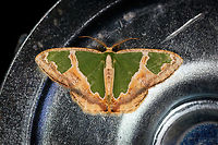 Blistered Emerald, La Isla Escondida, Colombia Found on the metal stairs that was holding up the mothing cloth. I'm reasonably sure of the species, but not 100%. This species is listed as occurring in Ecuador (and a few surrounding countries) at 500-1500m. Since we're close to the border of Ecuador here, at 850m altitude, I think it's a likely match. Blistered Emerald,Colombia,Colombia 2018,Colombia South,Fall,Geotagged,La Isla Escondida,Oospila venezuelata,Putumayo,South America,World