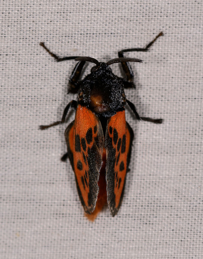 Edebessa bicolor, La Isla Escondida, Colombia Same as this one:<br />
<figure class="photo"><a href="https://www.jungledragon.com/image/70587/edebessa_bicolor_la_isla_escondida_colombia.html" title="Edebessa bicolor, La Isla Escondida, Colombia"><img src="https://s3.amazonaws.com/media.jungledragon.com/images/2/70587_thumb.jpg?AWSAccessKeyId=05GMT0V3GWVNE7GGM1R2&Expires=1770854410&Signature=ABS9PYSr3SNgi1W%2BwVXSudQvtKM%3D" width="152" height="152" alt="Edebessa bicolor, La Isla Escondida, Colombia  Colombia,Colombia 2018,Colombia South,Edebessa bicolor,Fall,Geotagged,La Isla Escondida,Putumayo,South America,World" /></a></figure><br />
<br />
This angle gives a better look at the weird position in which it is holding the legs. Colombia,Colombia 2018,Colombia South,Edebessa bicolor,Fall,Geotagged,La Isla Escondida,Putumayo,South America,World
