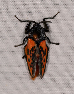 Edebessa bicolor, La Isla Escondida, Colombia Same as this one:
https://www.jungledragon.com/image/70587/moth_061_la_isla_escondida_colombia.html

This angle gives a better look at the weird position in which it is holding the legs. Colombia,Colombia 2018,Colombia South,Edebessa bicolor,Fall,Geotagged,La Isla Escondida,Putumayo,South America,World