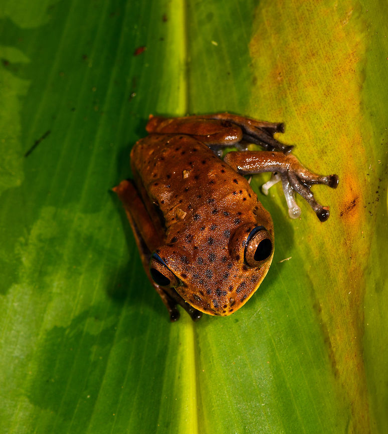 Map Tree Frog 2 - front view, La Isla Escondida, Colombia A second individual of this species found in the same night. Here's the first observation:<br />
<figure class="photo"><a href="https://www.jungledragon.com/image/70729/map_tree_frog_-_front_view_la_isla_escondida_colombia.html" title="Map Tree Frog - front view, La Isla Escondida, Colombia"><img src="https://s3.amazonaws.com/media.jungledragon.com/images/2/70729_thumb.jpg?AWSAccessKeyId=05GMT0V3GWVNE7GGM1R2&Expires=1770854410&Signature=27Qd5CB0zFzkYwfV4nIpSuWiyYc%3D" width="200" height="174" alt="Map Tree Frog - front view, La Isla Escondida, Colombia Presumed species, will verify it.<br />
https://www.jungledragon.com/image/70728/map_tree_frog_-_side_view_la_isla_escondida_colombia.html<br />
https://www.jungledragon.com/image/70731/map_tree_frog_la_isla_escondida_colombia.html<br />
https://www.jungledragon.com/image/70730/map_tree_frog_-_top_view_la_isla_escondida_colombia.html Boana geographica,Colombia,Colombia 2018,Colombia South,Fall,Geotagged,La Isla Escondida,Map tree frog,Putumayo,South America,World" /></a></figure><br />
I learned from John Sulivan that this species can be quite variable when younger. Boana geographica,Boana geographicus,Colombia,Colombia 2018,Colombia South,Fall,Geotagged,La Isla Escondida,Map tree frog,Putumayo,South America,World