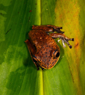 Map Tree Frog 2 - front view, La Isla Escondida, Colombia A second individual of this species found in the same night. Here's the first observation:
https://www.jungledragon.com/image/70729/map_tree_frog_-_front_view_la_isla_escondida_colombia.html
I learned from John Sulivan that this species can be quite variable when younger. Boana geographica,Boana geographicus,Colombia,Colombia 2018,Colombia South,Fall,Geotagged,La Isla Escondida,Map tree frog,Putumayo,South America,World