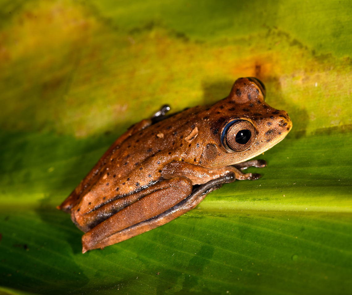 Map Tree Frog 2 - side view, La Isla Escondida, Colombia A second individual of this species found in the same night. Here&#039;s the first observation:<br />
<figure class="photo"><a href="https://www.jungledragon.com/image/70729/map_tree_frog_-_front_view_la_isla_escondida_colombia.html" title="Map Tree Frog - front view, La Isla Escondida, Colombia"><img src="https://s3.amazonaws.com/media.jungledragon.com/images/2/70729_thumb.jpg?AWSAccessKeyId=05GMT0V3GWVNE7GGM1R2&Expires=1759968010&Signature=8x2f1WQWe4R%2BKyLTsG9hgJitYiY%3D" width="200" height="174" alt="Map Tree Frog - front view, La Isla Escondida, Colombia Presumed species, will verify it.<br />
https://www.jungledragon.com/image/70728/map_tree_frog_-_side_view_la_isla_escondida_colombia.html<br />
https://www.jungledragon.com/image/70731/map_tree_frog_la_isla_escondida_colombia.html<br />
https://www.jungledragon.com/image/70730/map_tree_frog_-_top_view_la_isla_escondida_colombia.html Boana geographica,Colombia,Colombia 2018,Colombia South,Fall,Geotagged,La Isla Escondida,Map tree frog,Putumayo,South America,World" /></a></figure><br />
I learned from John Sulivan that this species can be quite variable when younger. Colombia,Colombia 2018,Colombia South,Fall,Geotagged,La Isla Escondida,Putumayo,South America,World