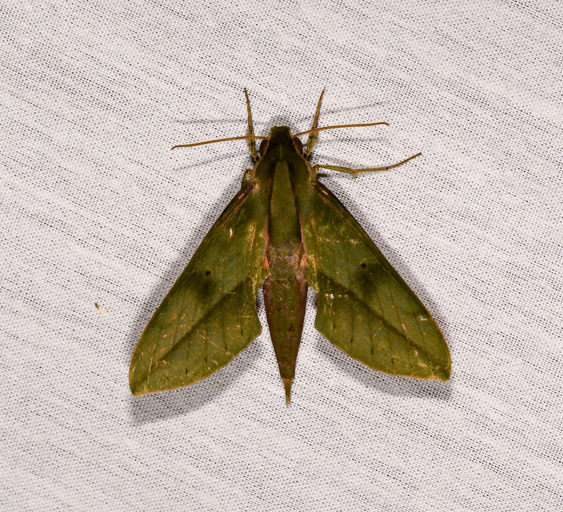 Xylophanes sp., La Isla Escondida, Colombia Sphinx moth, possibly Xylophanes sp. Colombia,Colombia 2018,Colombia South,Fall,Geotagged,La Isla Escondida,Putumayo,South America,World