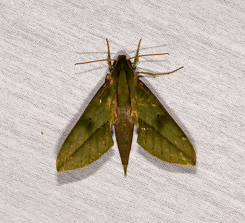 Xylophanes sp., La Isla Escondida, Colombia Sphinx moth, possibly Xylophanes sp. Colombia,Colombia 2018,Colombia South,Fall,Geotagged,La Isla Escondida,Putumayo,South America,World