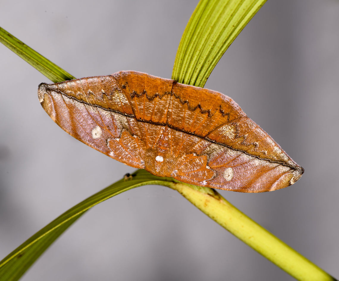 Oxydia translinquens, La Isla Escondida, Colombia Leaf-mimicking moth, likely subfamily Hemileucinae. Colombia,Colombia 2018,Colombia South,Fall,Geotagged,La Isla Escondida,Oxydia translinquens,Putumayo,South America,World