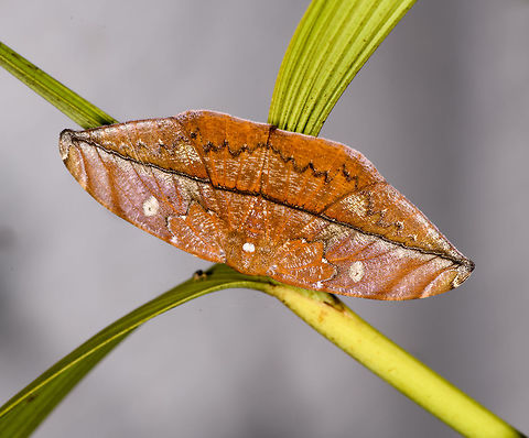 Oxydia translinquens, La Isla Escondida, Colombia Leaf-mimicking moth, likely subfamily Hemileucinae. Colombia,Colombia 2018,Colombia South,Fall,Geotagged,La Isla Escondida,Oxydia translinquens,Putumayo,South America,World