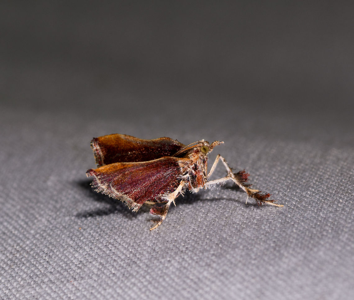 Subfamily Chrysauginae, La Isla Escondida, Colombia I&#039;m afraid I only have a side view from this very weird moth. Colombia,Colombia 2018,Colombia South,Fall,Geotagged,La Isla Escondida,Putumayo,South America,World