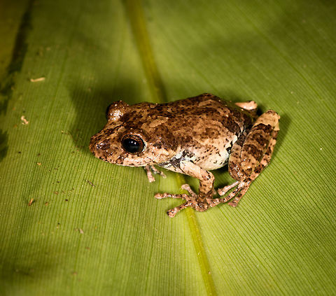 Pristimantis sp. 3?, La Isla Escondida, Colombia  Colombia,Colombia 2018,Colombia South,La Isla Escondida,Putumayo,South America,World