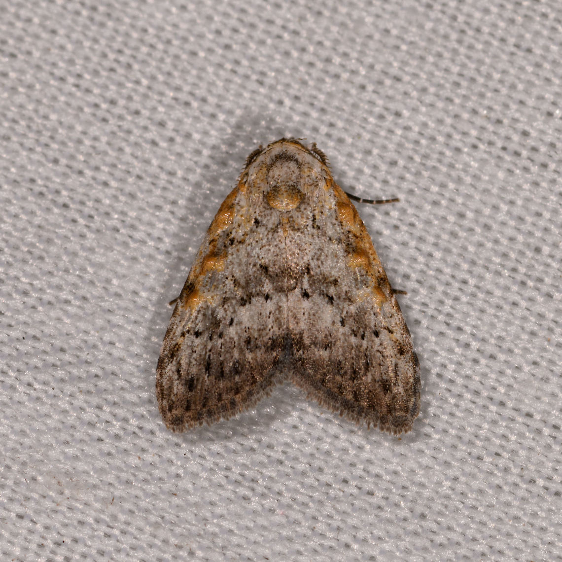 Meganola sp., La Isla Escondida, Colombia Very small, this is a deep crop. Colombia,Colombia 2018,Colombia South,Fall,Geotagged,La Isla Escondida,Putumayo,South America,World