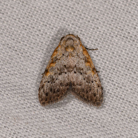 Meganola sp., La Isla Escondida, Colombia Very small, this is a deep crop. Colombia,Colombia 2018,Colombia South,Fall,Geotagged,La Isla Escondida,Putumayo,South America,World