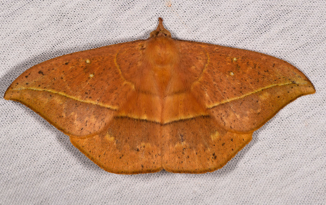 Lonomia sp., La Isla Escondida, Colombia  Colombia,Colombia 2018,Colombia South,Fall,Geotagged,La Isla Escondida,Putumayo,South America,World
