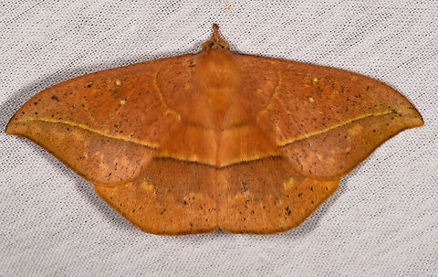 Lonomia sp., La Isla Escondida, Colombia  Colombia,Colombia 2018,Colombia South,Fall,Geotagged,La Isla Escondida,Putumayo,South America,World