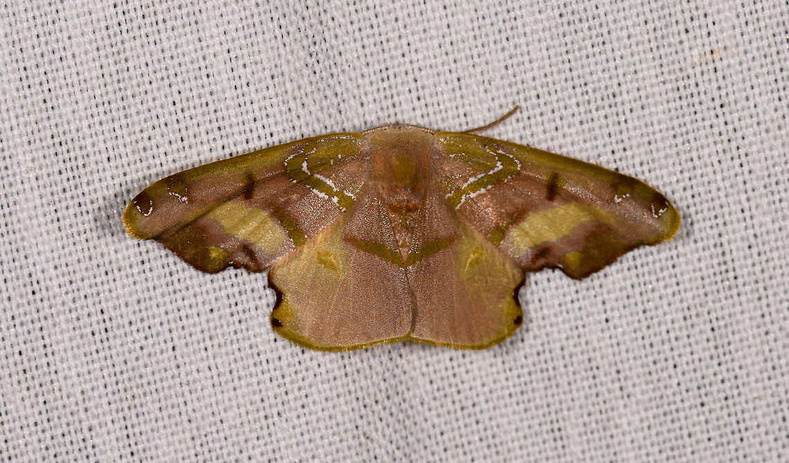Trotogonia agelaea, La Isla Escondida, Colombia  Colombia,Colombia 2018,Colombia South,Fall,Geotagged,La Isla Escondida,Putumayo,South America,Trotogonia agelaea,World