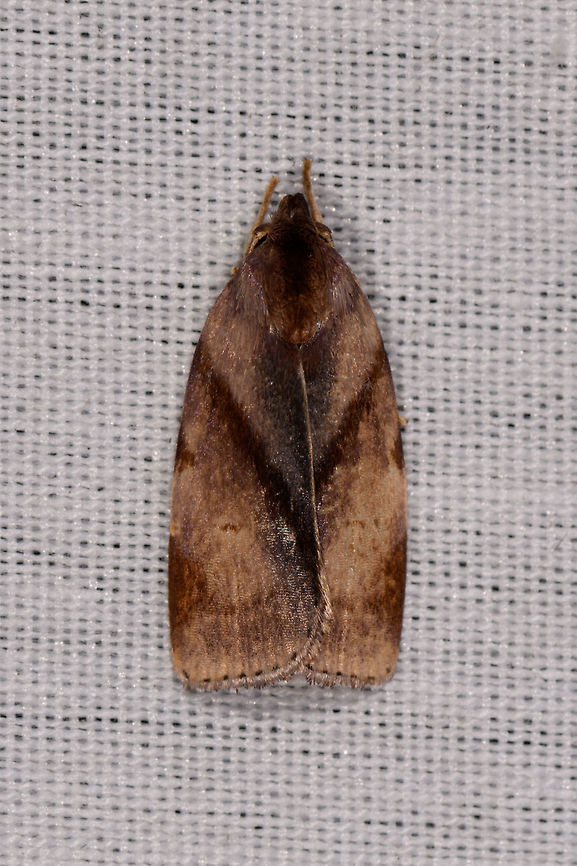 Clepsis sp., La Isla Escondida, Colombia  Colombia,Colombia 2018,Colombia South,Fall,Geotagged,La Isla Escondida,Putumayo,South America,World