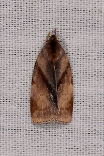 Clepsis sp., La Isla Escondida, Colombia  Colombia,Colombia 2018,Colombia South,Fall,Geotagged,La Isla Escondida,Putumayo,South America,World