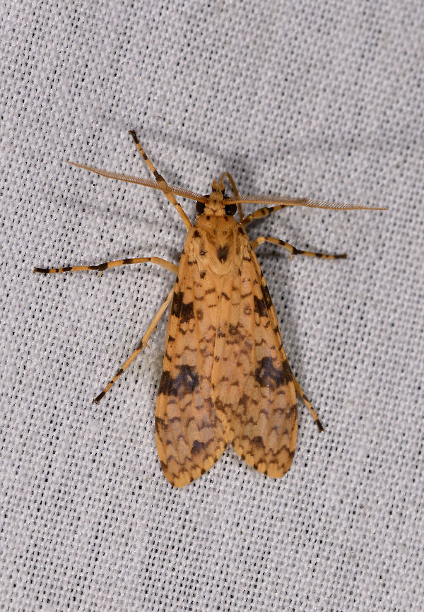 Lophocampa laroipa, La Isla Escondida, Colombia  Colombia,Colombia 2018,Colombia South,Fall,Geotagged,La Isla Escondida,Lophocampa laroipa,Putumayo,South America,World