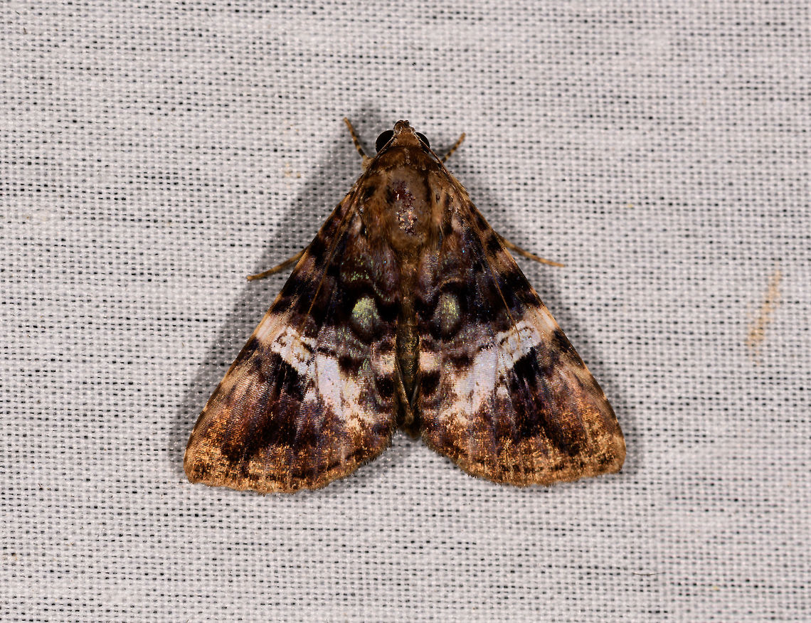 Triangle moth with fake eyes, La Isla Escondida, Colombia Do you see the face? Colombia,Colombia 2018,Colombia South,Fall,Geotagged,La Isla Escondida,Putumayo,South America,World