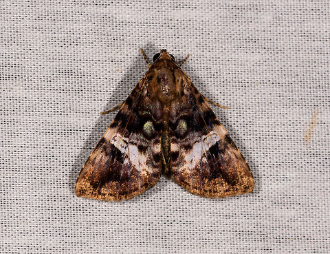 Triangle moth with fake eyes, La Isla Escondida, Colombia Do you see the face? Colombia,Colombia 2018,Colombia South,Fall,Geotagged,La Isla Escondida,Putumayo,South America,World