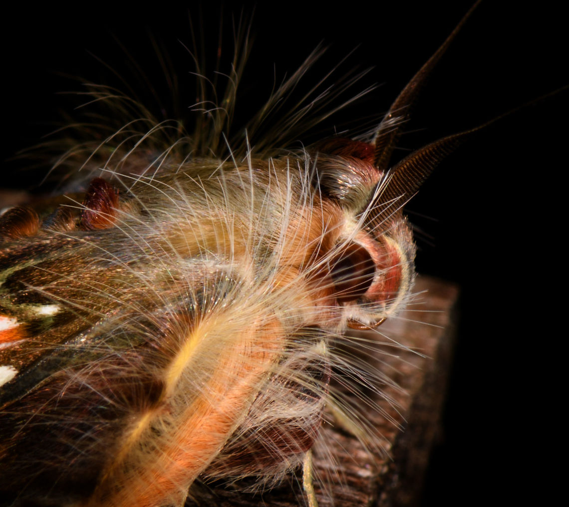 Walker's moth, La Isla Escondida, Colombia  Colombia,Colombia 2018,Colombia South,Fall,Geotagged,La Isla Escondida,Putumayo,Sosxetra grata,South America,Walker's moth,World