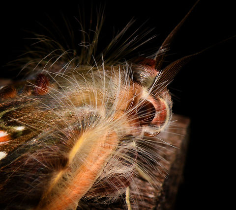 Walker's moth, La Isla Escondida, Colombia  Colombia,Colombia 2018,Colombia South,Fall,Geotagged,La Isla Escondida,Putumayo,Sosxetra grata,South America,Walker's moth,World