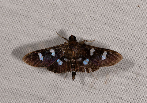 Desmia octomaculalis sp.?, La Isla Escondida, Colombia  Colombia,Colombia 2018,Colombia South,Desmia octomaculalis,Fall,Geotagged,La Isla Escondida,Putumayo,South America,World