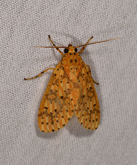 Haemaphlebiella venata, La Isla Escondida, Colombia  Colombia,Colombia 2018,Colombia South,Fall,Geotagged,Haemaphlebiella venata,La Isla Escondida,Putumayo,South America,World