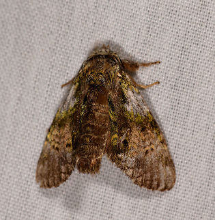 Mossy moth, La Isla Escondida, Colombia  Colombia,Colombia 2018,Colombia South,Fall,Geotagged,La Isla Escondida,Putumayo,South America,World