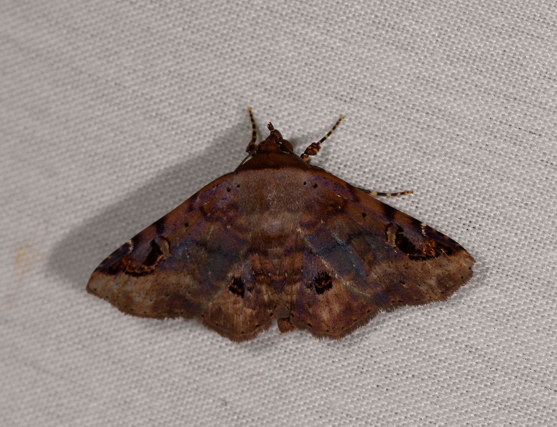 Massala or Euclystis sp., La Isla Escondida, Colombia  Colombia,Colombia 2018,Colombia South,Fall,Geotagged,La Isla Escondida,Putumayo,South America,World
