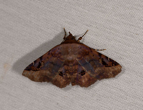 Massala or Euclystis sp., La Isla Escondida, Colombia  Colombia,Colombia 2018,Colombia South,Fall,Geotagged,La Isla Escondida,Putumayo,South America,World