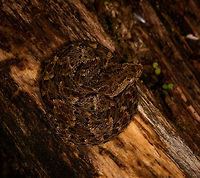 Bothrops atrox - top view, La Isla Escondida, Colombia What a day it was. Birds, frogs, endless moths and insects, a velvet worm and then another awesome break from mothing when our guide Manuel found this Fer-de-lance. It is considered the most dangerous viper of Colombia and surrounding countries for being both highly venomous and somewhat likely to live near human settlements.<br />
<br />
This is likely a juvenile, as it was really small. It was found on a log and just sat there, it made no defensive or offensive moves at all. It was in the exact same position the morning after. I really wanted a tongue out shot, so waited for that.<br />
https://www.jungledragon.com/image/70810/fer-de-lance_-_side_view_la_isla_escondida_colombia.html<br />
https://www.jungledragon.com/image/70811/fer-de-lance_la_isla_escondida_colombia.html<br />
https://www.jungledragon.com/image/70809/fer-de-lance_-_top_view_closeup_la_isla_escondida_colombia.html Bothrops atrox,Colombia,Colombia 2018,Colombia South,Common Lancehead,Fall,Geotagged,La Isla Escondida,Putumayo,South America,World