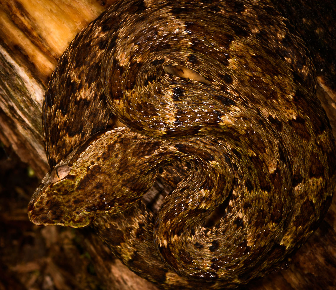 Bothrops atrox - top view closeup, La Isla Escondida, Colombia What a day it was. Birds, frogs, endless moths and insects, a velvet worm and then another awesome break from mothing when our guide Manuel found this Fer-de-lance. It is considered the most dangerous viper of Colombia and surrounding countries for being both highly venomous and somewhat likely to live near human settlements.<br />
<br />
This is likely a juvenile, as it was really small. It was found on a log and just sat there, it made no defensive or offensive moves at all. It was in the exact same position the morning after. I really wanted a tongue out shot, so waited for that.<br />
<figure class="photo"><a href="https://www.jungledragon.com/image/70810/bothrops_atrox_-_side_view_la_isla_escondida_colombia.html" title="Bothrops atrox - side view, La Isla Escondida, Colombia"><img src="https://s3.amazonaws.com/media.jungledragon.com/images/2/70810_thumb.jpg?AWSAccessKeyId=05GMT0V3GWVNE7GGM1R2&Expires=1769040010&Signature=PgtWp7RH%2Fd1Sg8Oik5bZozehXmw%3D" width="200" height="134" alt="Bothrops atrox - side view, La Isla Escondida, Colombia What a day it was. Birds, frogs, endless moths and insects, a velvet worm and then another awesome break from mothing when our guide Manuel found this Fer-de-lance. It is considered the most dangerous viper of Colombia and surrounding countries for being both highly venomous and somewhat likely to live near human settlements.<br />
<br />
This is likely a juvenile, as it was really small. It was found on a log and just sat there, it made no defensive or offensive moves at all. It was in the exact same position the morning after. I really wanted a tongue out shot, so waited for that.<br />
https://www.jungledragon.com/image/70811/fer-de-lance_la_isla_escondida_colombia.html<br />
https://www.jungledragon.com/image/70808/fer-de-lance_-_top_view_la_isla_escondida_colombia.html<br />
https://www.jungledragon.com/image/70809/fer-de-lance_-_top_view_closeup_la_isla_escondida_colombia.html Bothrops atrox,Colombia,Colombia 2018,Colombia South,Common Lancehead,Fall,Geotagged,La Isla Escondida,Putumayo,South America,World" /></a></figure><br />
<figure class="photo"><a href="https://www.jungledragon.com/image/70811/bothrops_atrox_la_isla_escondida_colombia.html" title="Bothrops atrox, La Isla Escondida, Colombia"><img src="https://s3.amazonaws.com/media.jungledragon.com/images/2/70811_thumb.jpg?AWSAccessKeyId=05GMT0V3GWVNE7GGM1R2&Expires=1769040010&Signature=k45X0f3tht54M5Q39mUL1ZTwtsQ%3D" width="200" height="176" alt="Bothrops atrox, La Isla Escondida, Colombia What a day it was. Birds, frogs, endless moths and insects, a velvet worm and then another awesome break from mothing when our guide Manuel found this Fer-de-lance. It is considered the most dangerous viper of Colombia and surrounding countries for being both highly venomous and somewhat likely to live near human settlements.<br />
<br />
This is likely a juvenile, as it was really small. It was found on a log and just sat there, it made no defensive or offensive moves at all. It was in the exact same position the morning after. I really wanted a tongue out shot, so waited for that.<br />
https://www.jungledragon.com/image/70810/fer-de-lance_-_side_view_la_isla_escondida_colombia.html<br />
https://www.jungledragon.com/image/70808/fer-de-lance_-_top_view_la_isla_escondida_colombia.html<br />
https://www.jungledragon.com/image/70809/fer-de-lance_-_top_view_closeup_la_isla_escondida_colombia.html Bothrops atrox,Colombia,Colombia 2018,Colombia South,Common Lancehead,Fall,Geotagged,La Isla Escondida,Putumayo,South America,World" /></a></figure><br />
<figure class="photo"><a href="https://www.jungledragon.com/image/70808/bothrops_atrox_-_top_view_la_isla_escondida_colombia.html" title="Bothrops atrox - top view, La Isla Escondida, Colombia"><img src="https://s3.amazonaws.com/media.jungledragon.com/images/2/70808_thumb.jpg?AWSAccessKeyId=05GMT0V3GWVNE7GGM1R2&Expires=1769040010&Signature=OiYOEllG86v5G7i8UtN5gYGszKQ%3D" width="200" height="178" alt="Bothrops atrox - top view, La Isla Escondida, Colombia What a day it was. Birds, frogs, endless moths and insects, a velvet worm and then another awesome break from mothing when our guide Manuel found this Fer-de-lance. It is considered the most dangerous viper of Colombia and surrounding countries for being both highly venomous and somewhat likely to live near human settlements.<br />
<br />
This is likely a juvenile, as it was really small. It was found on a log and just sat there, it made no defensive or offensive moves at all. It was in the exact same position the morning after. I really wanted a tongue out shot, so waited for that.<br />
https://www.jungledragon.com/image/70810/fer-de-lance_-_side_view_la_isla_escondida_colombia.html<br />
https://www.jungledragon.com/image/70811/fer-de-lance_la_isla_escondida_colombia.html<br />
https://www.jungledragon.com/image/70809/fer-de-lance_-_top_view_closeup_la_isla_escondida_colombia.html Bothrops atrox,Colombia,Colombia 2018,Colombia South,Common Lancehead,Fall,Geotagged,La Isla Escondida,Putumayo,South America,World" /></a></figure> Colombia,Colombia 2018,Colombia South,Common Lancehead,Fall,Geotagged,La Isla Escondida,Putumayo,South America,World