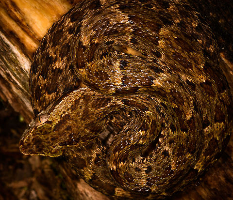 Bothrops atrox - top view closeup, La Isla Escondida, Colombia What a day it was. Birds, frogs, endless moths and insects, a velvet worm and then another awesome break from mothing when our guide Manuel found this Fer-de-lance. It is considered the most dangerous viper of Colombia and surrounding countries for being both highly venomous and somewhat likely to live near human settlements.

This is likely a juvenile, as it was really small. It was found on a log and just sat there, it made no defensive or offensive moves at all. It was in the exact same position the morning after. I really wanted a tongue out shot, so waited for that.
https://www.jungledragon.com/image/70810/fer-de-lance_-_side_view_la_isla_escondida_colombia.html
https://www.jungledragon.com/image/70811/fer-de-lance_la_isla_escondida_colombia.html
https://www.jungledragon.com/image/70808/fer-de-lance_-_top_view_la_isla_escondida_colombia.html Colombia,Colombia 2018,Colombia South,Common Lancehead,Fall,Geotagged,La Isla Escondida,Putumayo,South America,World