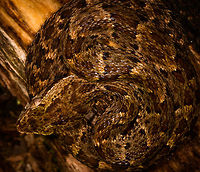 Bothrops atrox - top view closeup, La Isla Escondida, Colombia What a day it was. Birds, frogs, endless moths and insects, a velvet worm and then another awesome break from mothing when our guide Manuel found this Fer-de-lance. It is considered the most dangerous viper of Colombia and surrounding countries for being both highly venomous and somewhat likely to live near human settlements.<br />
<br />
This is likely a juvenile, as it was really small. It was found on a log and just sat there, it made no defensive or offensive moves at all. It was in the exact same position the morning after. I really wanted a tongue out shot, so waited for that.<br />
https://www.jungledragon.com/image/70810/fer-de-lance_-_side_view_la_isla_escondida_colombia.html<br />
https://www.jungledragon.com/image/70811/fer-de-lance_la_isla_escondida_colombia.html<br />
https://www.jungledragon.com/image/70808/fer-de-lance_-_top_view_la_isla_escondida_colombia.html Colombia,Colombia 2018,Colombia South,Common Lancehead,Fall,Geotagged,La Isla Escondida,Putumayo,South America,World