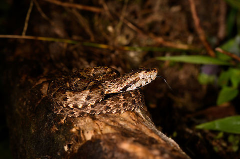 Bothrops atrox - side view, La Isla Escondida, Colombia What a day it was. Birds, frogs, endless moths and insects, a velvet worm and then another awesome break from mothing when our guide Manuel found this Fer-de-lance. It is considered the most dangerous viper of Colombia and surrounding countries for being both highly venomous and somewhat likely to live near human settlements.

This is likely a juvenile, as it was really small. It was found on a log and just sat there, it made no defensive or offensive moves at all. It was in the exact same position the morning after. I really wanted a tongue out shot, so waited for that.
https://www.jungledragon.com/image/70811/fer-de-lance_la_isla_escondida_colombia.html
https://www.jungledragon.com/image/70808/fer-de-lance_-_top_view_la_isla_escondida_colombia.html
https://www.jungledragon.com/image/70809/fer-de-lance_-_top_view_closeup_la_isla_escondida_colombia.html Bothrops atrox,Colombia,Colombia 2018,Colombia South,Common Lancehead,Fall,Geotagged,La Isla Escondida,Putumayo,South America,World