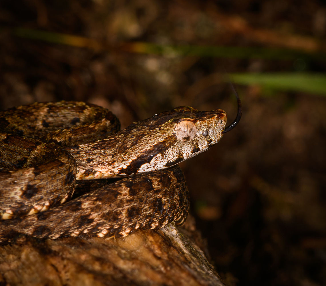 Bothrops atrox, La Isla Escondida, Colombia What a day it was. Birds, frogs, endless moths and insects, a velvet worm and then another awesome break from mothing when our guide Manuel found this Fer-de-lance. It is considered the most dangerous viper of Colombia and surrounding countries for being both highly venomous and somewhat likely to live near human settlements.<br />
<br />
This is likely a juvenile, as it was really small. It was found on a log and just sat there, it made no defensive or offensive moves at all. It was in the exact same position the morning after. I really wanted a tongue out shot, so waited for that.<br />
<figure class="photo"><a href="https://www.jungledragon.com/image/70810/bothrops_atrox_-_side_view_la_isla_escondida_colombia.html" title="Bothrops atrox - side view, La Isla Escondida, Colombia"><img src="https://s3.amazonaws.com/media.jungledragon.com/images/2/70810_thumb.jpg?AWSAccessKeyId=05GMT0V3GWVNE7GGM1R2&Expires=1769040010&Signature=PgtWp7RH%2Fd1Sg8Oik5bZozehXmw%3D" width="200" height="134" alt="Bothrops atrox - side view, La Isla Escondida, Colombia What a day it was. Birds, frogs, endless moths and insects, a velvet worm and then another awesome break from mothing when our guide Manuel found this Fer-de-lance. It is considered the most dangerous viper of Colombia and surrounding countries for being both highly venomous and somewhat likely to live near human settlements.<br />
<br />
This is likely a juvenile, as it was really small. It was found on a log and just sat there, it made no defensive or offensive moves at all. It was in the exact same position the morning after. I really wanted a tongue out shot, so waited for that.<br />
https://www.jungledragon.com/image/70811/fer-de-lance_la_isla_escondida_colombia.html<br />
https://www.jungledragon.com/image/70808/fer-de-lance_-_top_view_la_isla_escondida_colombia.html<br />
https://www.jungledragon.com/image/70809/fer-de-lance_-_top_view_closeup_la_isla_escondida_colombia.html Bothrops atrox,Colombia,Colombia 2018,Colombia South,Common Lancehead,Fall,Geotagged,La Isla Escondida,Putumayo,South America,World" /></a></figure><br />
<figure class="photo"><a href="https://www.jungledragon.com/image/70808/bothrops_atrox_-_top_view_la_isla_escondida_colombia.html" title="Bothrops atrox - top view, La Isla Escondida, Colombia"><img src="https://s3.amazonaws.com/media.jungledragon.com/images/2/70808_thumb.jpg?AWSAccessKeyId=05GMT0V3GWVNE7GGM1R2&Expires=1769040010&Signature=OiYOEllG86v5G7i8UtN5gYGszKQ%3D" width="200" height="178" alt="Bothrops atrox - top view, La Isla Escondida, Colombia What a day it was. Birds, frogs, endless moths and insects, a velvet worm and then another awesome break from mothing when our guide Manuel found this Fer-de-lance. It is considered the most dangerous viper of Colombia and surrounding countries for being both highly venomous and somewhat likely to live near human settlements.<br />
<br />
This is likely a juvenile, as it was really small. It was found on a log and just sat there, it made no defensive or offensive moves at all. It was in the exact same position the morning after. I really wanted a tongue out shot, so waited for that.<br />
https://www.jungledragon.com/image/70810/fer-de-lance_-_side_view_la_isla_escondida_colombia.html<br />
https://www.jungledragon.com/image/70811/fer-de-lance_la_isla_escondida_colombia.html<br />
https://www.jungledragon.com/image/70809/fer-de-lance_-_top_view_closeup_la_isla_escondida_colombia.html Bothrops atrox,Colombia,Colombia 2018,Colombia South,Common Lancehead,Fall,Geotagged,La Isla Escondida,Putumayo,South America,World" /></a></figure><br />
<figure class="photo"><a href="https://www.jungledragon.com/image/70809/bothrops_atrox_-_top_view_closeup_la_isla_escondida_colombia.html" title="Bothrops atrox - top view closeup, La Isla Escondida, Colombia"><img src="https://s3.amazonaws.com/media.jungledragon.com/images/2/70809_thumb.jpg?AWSAccessKeyId=05GMT0V3GWVNE7GGM1R2&Expires=1769040010&Signature=czsEvi0Gcn5mxj03jwGRF6%2B4fF0%3D" width="200" height="174" alt="Bothrops atrox - top view closeup, La Isla Escondida, Colombia What a day it was. Birds, frogs, endless moths and insects, a velvet worm and then another awesome break from mothing when our guide Manuel found this Fer-de-lance. It is considered the most dangerous viper of Colombia and surrounding countries for being both highly venomous and somewhat likely to live near human settlements.<br />
<br />
This is likely a juvenile, as it was really small. It was found on a log and just sat there, it made no defensive or offensive moves at all. It was in the exact same position the morning after. I really wanted a tongue out shot, so waited for that.<br />
https://www.jungledragon.com/image/70810/fer-de-lance_-_side_view_la_isla_escondida_colombia.html<br />
https://www.jungledragon.com/image/70811/fer-de-lance_la_isla_escondida_colombia.html<br />
https://www.jungledragon.com/image/70808/fer-de-lance_-_top_view_la_isla_escondida_colombia.html Colombia,Colombia 2018,Colombia South,Common Lancehead,Fall,Geotagged,La Isla Escondida,Putumayo,South America,World" /></a></figure> Bothrops atrox,Colombia,Colombia 2018,Colombia South,Common Lancehead,Fall,Geotagged,La Isla Escondida,Putumayo,South America,World