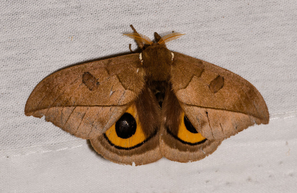 Automeris excreta, La Isla Escondida, Colombia  Automeris excreta,Colombia,Colombia 2018,Colombia South,Fall,Geotagged,La Isla Escondida,Putumayo,South America,World