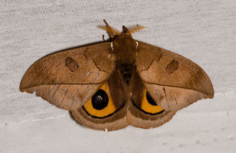 Automeris excreta, La Isla Escondida, Colombia  Automeris excreta,Colombia,Colombia 2018,Colombia South,Fall,Geotagged,La Isla Escondida,Putumayo,South America,World