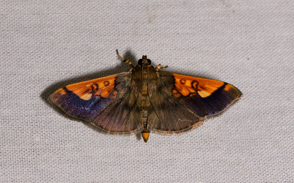 Pantographa sp., La Isla Escondida, Colombia  Colombia,Colombia 2018,Colombia South,Fall,Geotagged,La Isla Escondida,Putumayo,South America,Syllepte philetalis,World