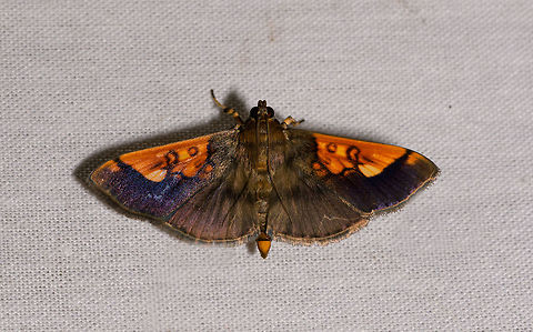 Pantographa sp., La Isla Escondida, Colombia  Colombia,Colombia 2018,Colombia South,Fall,Geotagged,La Isla Escondida,Putumayo,South America,Syllepte philetalis,World