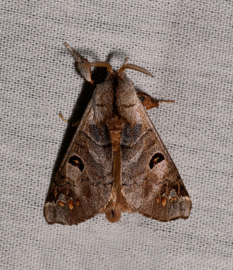 Apatelodes satellitia, La Isla Escondida, Colombia  Apatelodes satellitia,Colombia,Colombia 2018,Colombia South,La Isla Escondida,Putumayo,South America,World